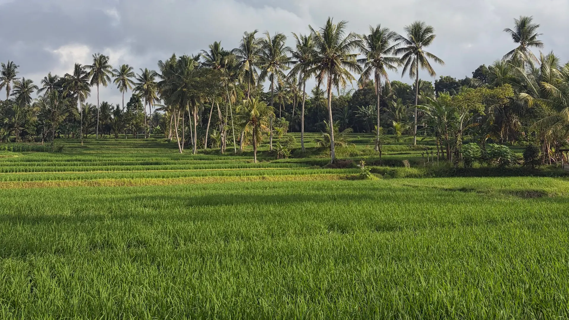 Young rice in a flat sawah with coconut palms on the horizon